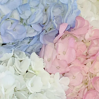 Baby Bouquet