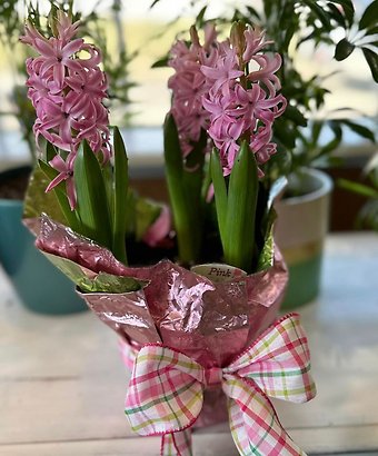 Hyacinth
