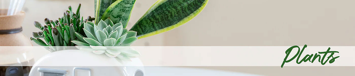 Plants & Dish Gardens